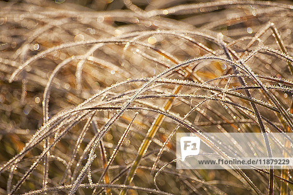 Wilde Gräser gebogen und mit Frost bedeckt; Oakfield  Nova Scotia  Kanada'.