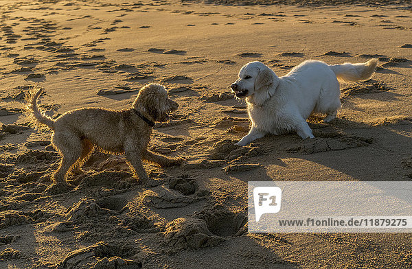 Zwei Hunde spielen in der Abenddämmerung am Strand im Sand; South Sheilds,  Tyne and Wear,  England'.