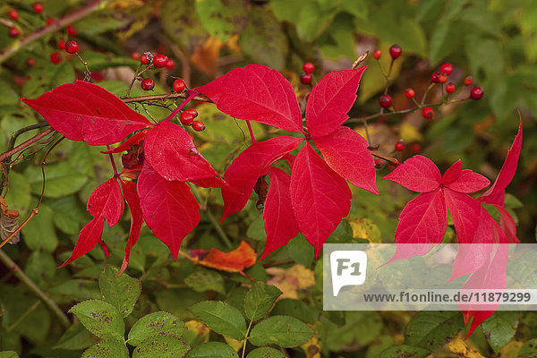 Rote Blätter und rote wilde Hagebutten; Bedford  Nova Scotia  Kanada'.