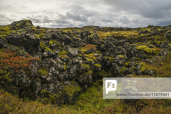 'Ancient lava covered in moss; Iceland'