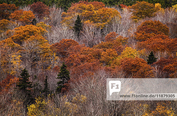 Ein Waldhügel im Herbst; Bedford  Nova Scotia  Kanada .