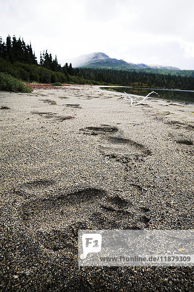 Bärentatzenabdrücke im Sand am Strand des Iliamna Lake; Alaska  Vereinigte Staaten von Amerika'.