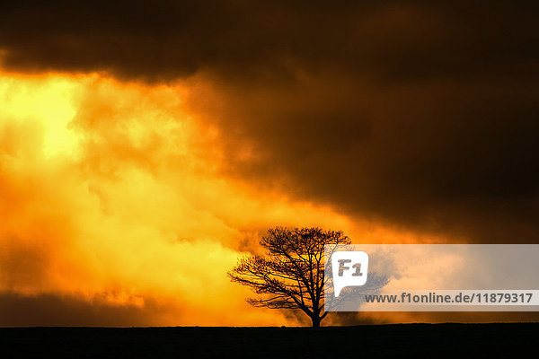 Eichenbaum inmitten goldener und schwarzer Gewitterwolken; Milford  Nova Scotia  Kanada