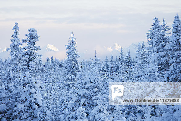 Schneebedeckter Wald unter einem bewölkten Himmel mit schneebedeckten Bergen in der Ferne; Alaska  Vereinigte Staaten von Amerika'.