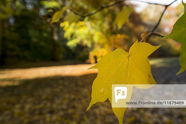 'A bright yellow leaf on the end of a tree branch in autumn; Yorkshire  England'