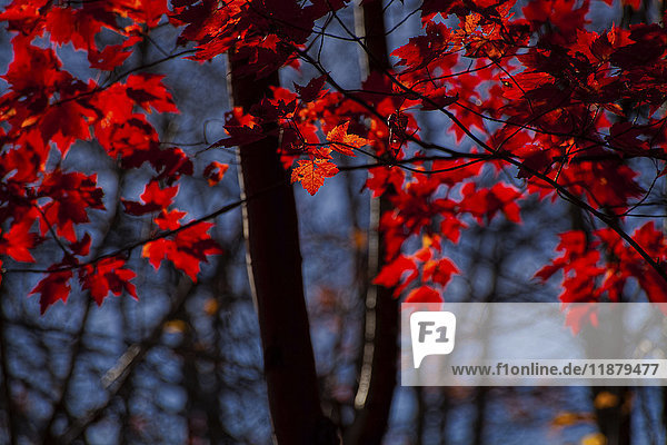 Rote Ahornblätter in ihrer schönsten Färbung; Nova Scotia  Kanada'.