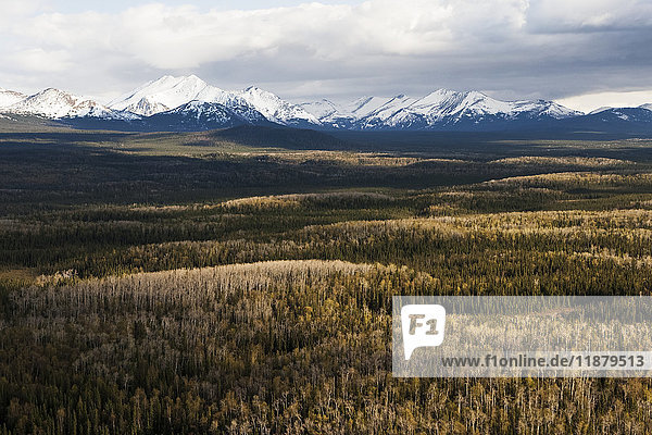 Wälder im Flachland mit den zerklüfteten Kenai-Bergen in der Ferne  in der Nähe von Sterling  Kachemak Bay State Park; Alaska  Vereinigte Staaten von Amerika'.