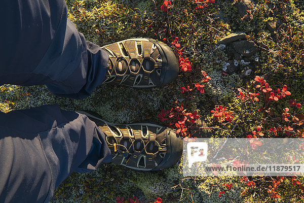 'Feet standing in the colourful tundra along Iceland's South Coast; Iceland'