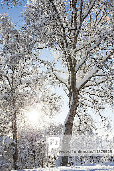 Mit Schnee und Raureif bedeckte Bäume im Gegenlicht der Sonne vor einem blauen Himmel; Alaska  Vereinigte Staaten von Amerika'.