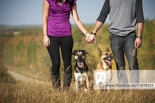 Porträt eines stehenden  sich an den Händen haltenden Paares mit seinen beiden Hunden und einer herbstlich gefärbten Landschaft im Hintergrund; Alberta  Kanada'.