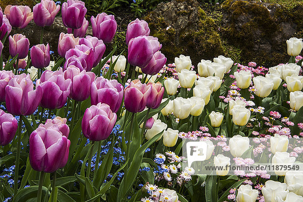 Nahaufnahme von Blumen in Butchart Gardens; Victoria  British Columbia  Kanada'.