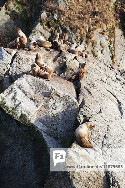 Robben auf Felsen ruhend  Kenai Fjords; Alaska  Vereinigte Staaten von Amerika'.