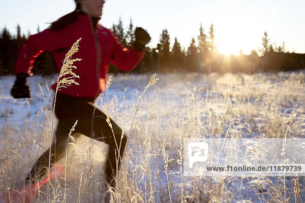 Laufen über ein Feld mit Schnee und langen Gräsern im Winter; Homer  Alaska  Vereinigte Staaten von Amerika'.