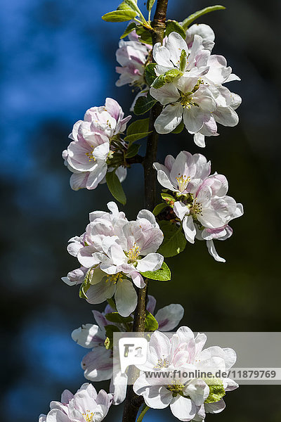 Ein Apfelbaum blüht im Frühling; Astoria  Oregon  Vereinigte Staaten von Amerika'.