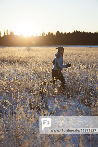 'Running across a field with snow and long grasses in winter with the glow of the golden sunlight; Homer  Alaska  United States of America'