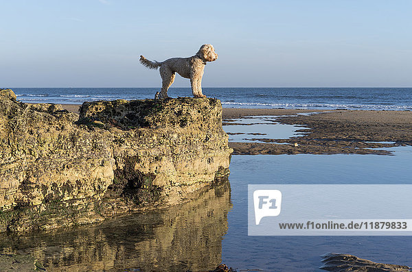 A dog stands on a rocky ledge looking out to the water and horizon with blue sky; Sunderland  Tyne and Wear  England