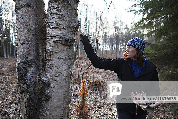 Eine Frau schält Rinde von einer Birke in einem Wald  Kenai-Halbinsel; Alaska  Vereinigte Staaten von Amerika'.