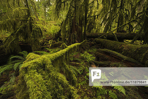 Der üppige Regenwald von Cathedral Grove  MacMillan Provincial Park  Vancouver Island; British Columbia  Kanada'.