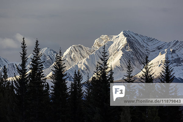 Schneebedeckte Berge im frühen Morgenlicht  Waldsilhouette im Vordergrund; Kananaskis Country  Alberta  Kanada'.