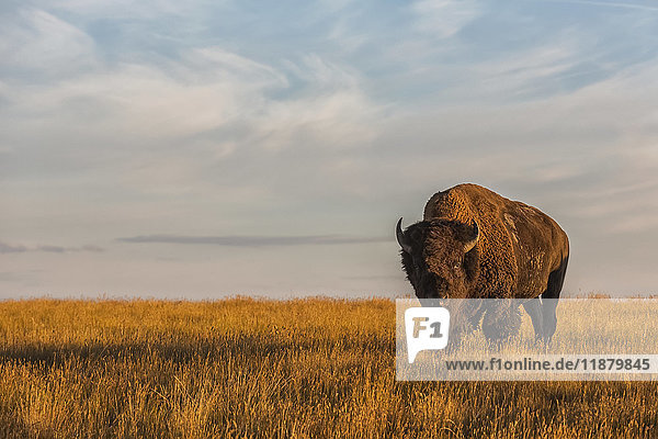 Bison (bison bison)  Grasslands National Park; Saskatchewan  Canada