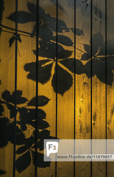 Shadows of tree branches and leaves cast on a wooden fence; Gateshead  Tyne and Wear  England