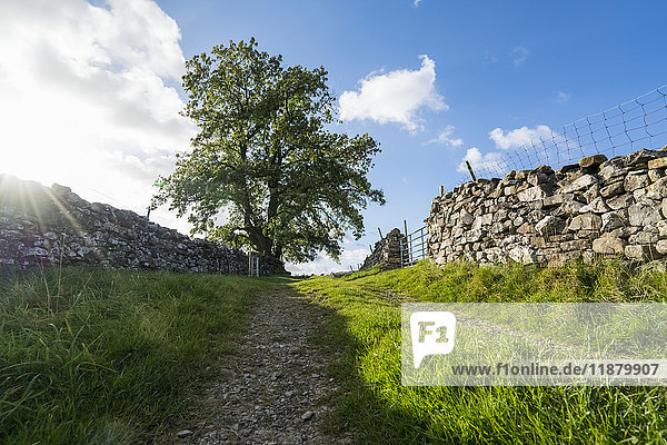 'Gravel tracks between two stone walls leading towards a tree under a blue sky with cloud; North Yorkshire  England'