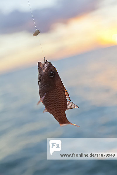 Nahaufnahme eines roten Salzwasserfisches  der an einer Angelschnur und einem Haken gefangen wurde; Honolulu  Oahu  Hawaii  Vereinigte Staaten von Amerika'.