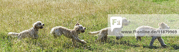 'Composite of a blond cockapoo running across a grass field; South Shields  Tyne and Wear  England'