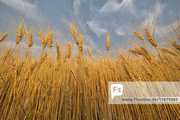 Niedriger Blickwinkel auf Weizen in einem Feld unter blauem Himmel mit Wolken; Val Marie  Saskatchewan  Kanada