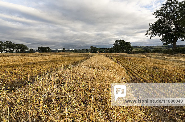 'A section of hay beside stubble on a cut field under a cloudy sky; Ravensworth  North Yorkshire  England'