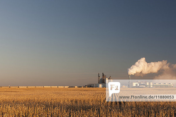 Maisfeld bei Sonnenaufgang in der Nähe der Ethanolanlage von Glacial Lakes Energy bei Mina; South Dakota  Vereinigte Staaten von Amerika'.