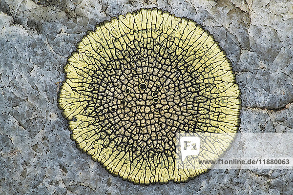 'Lichen on rock Grasslands National Park; Saskatchewan Canada'