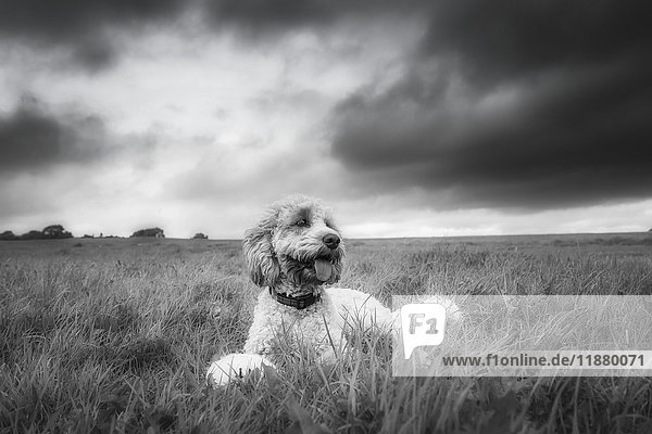 'Black and white image of a dog sitting in a grass field under a cloudy sky; North Yorkshire  England'