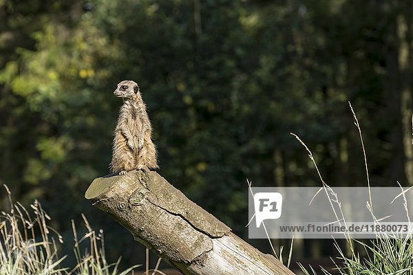 A meerkat (Suricata suricatta) sits watchful and alert on a log; North Yorkshire  England