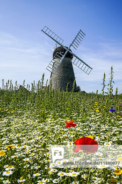 'A windmill against a blue sky and cloud with a field of wildflowers in the foreground; Whitburn  Tyne and Wear  England'