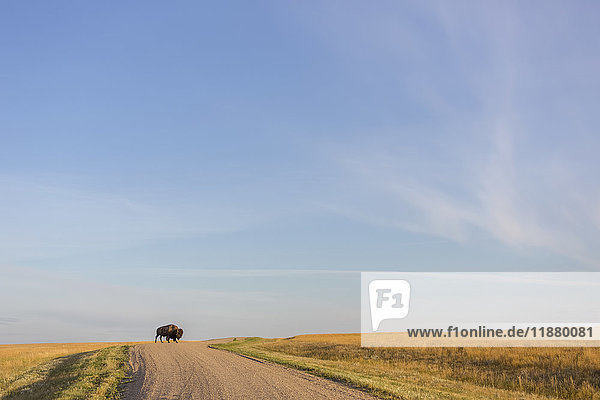 'Bison (bison bison) crossing the dirt road in Grasslands National Park; Saskatchewan Canada'