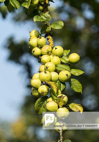 'Close-up of a large cluster of green  unripe fruit growing on a tree; Yorkshire  England'