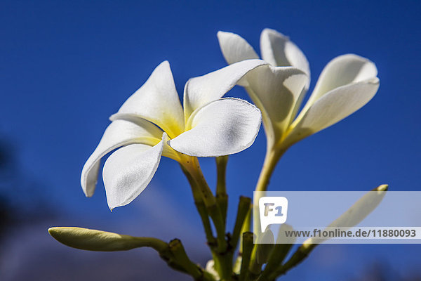 Nahaufnahme einer weißen Plumeria-Blüte vor blauem Himmel; Maui  Hawaii  Vereinigte Staaten von Amerika'.
