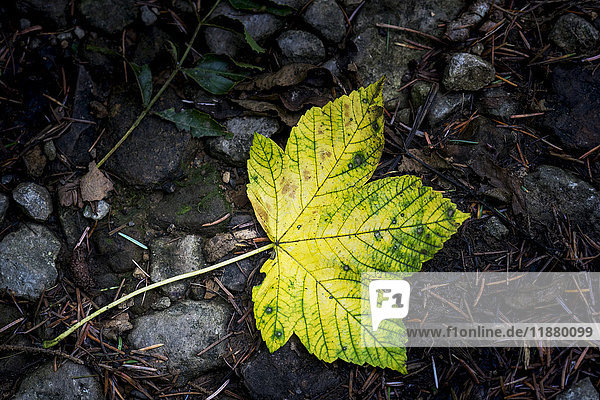'A green leaf lays on the ground with rocks and pine needles; North Yorkshire  England'