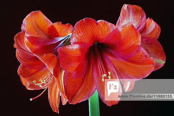 Gruppe leuchtend bunter Lilien vor dunklem Hintergrund; Calgary  Alberta  Kanada'.
