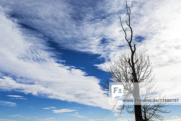 Silhouette eines abgestorbenen Baumes vor einer dramatischen Wolkenformation mit blauem Himmel; Calgary  Alberta  Kanada'.