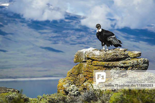 Andenkondor (Vultur gryphus)  Torres del Paine National Park  Chilenisches Patagonien; Torres del Paine  Magallanes  Chile'.
