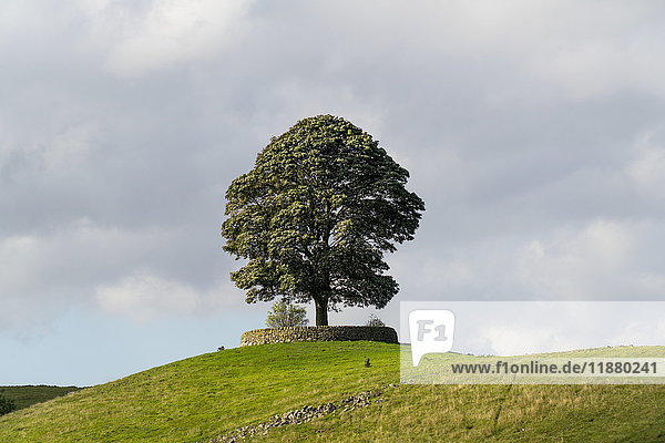 'A large tree surrounded by a low stone fence sits on a hilltop under a cloudy sky; North Yorkshire  England'