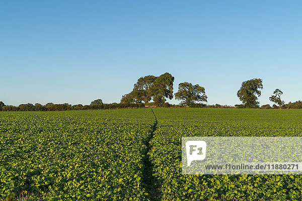 A lush green crop growing in a field with blue sky; Yorkshire  England
