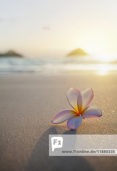 Eine Plumeria-Blüte sitzt auf dem Sand mit Blick auf die Mokulua-Zwillingsinseln und den Ozean bei Sonnenuntergang in der Ferne; Kailua  Oahu  Hawaii  Vereinigte Staaten von Amerika'.