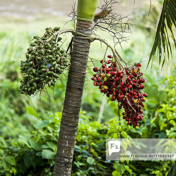 'Clusters of fruit growing on a tree  one is green and the other is red; Luang Prabang Province  Laos'
