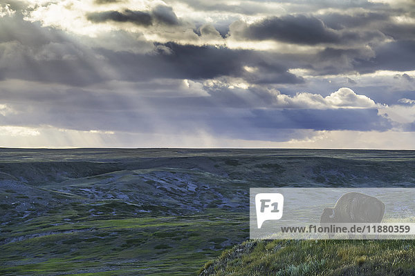 'A lone bison (bison bison) grazes on the buttes of Grasslands National Park; Saskatchewan Canada'