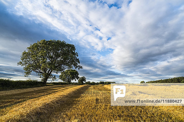 Abschnitte von Heu neben Stoppeln auf einem gemähten Feld unter einem bewölkten Himmel; Ravensworth  North Yorkshire  England'.