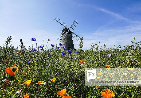 A windmill against a blue sky and cloud with a field of wildflowers in the foreground; Whitburn  Tyne and Wear  England