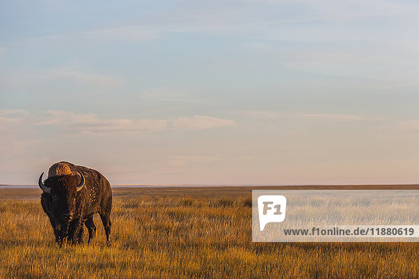 Bison (bison bison)  Grasslands National Park; Saskatchewan  Canada